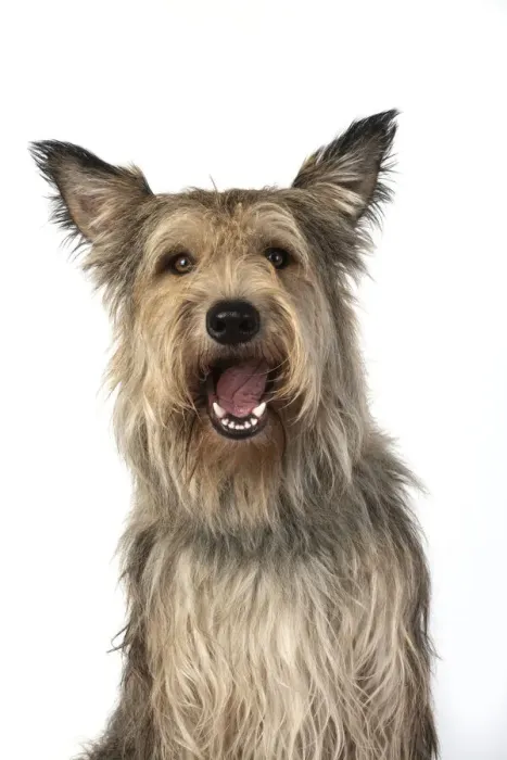 Framed Print : 13131199. DOG. Picardy sheepdog, ( Berger De Picard ), studio, face, expressions Date Framed Print : 13131199. DOG. Picardy sheepdog, ( Berger De Picard ), studio, face, expressions Date