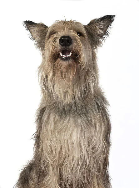 13131200. DOG. Picardy sheepdog, ( Berger De Picard ), studio, face, expressions Date