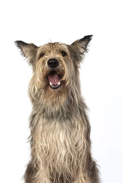 13131201. DOG. Picardy sheepdog, ( Berger De Picard ), studio, face, expressions Date