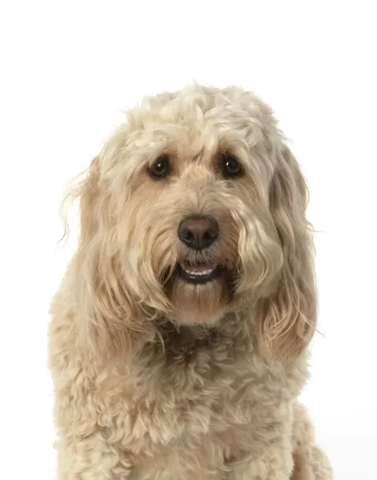 Framed Print : 13131208. DOG. Cockerpoo, head and shoulders, face expressions DOG Framed Print : 13131208. DOG. Cockerpoo, head and shoulders, face expressions DOG