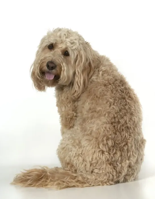 Framed Print : 13131212. DOG. Cockerpoo, sitting, studio Date Framed Print : 13131212. DOG. Cockerpoo, sitting, studio Date