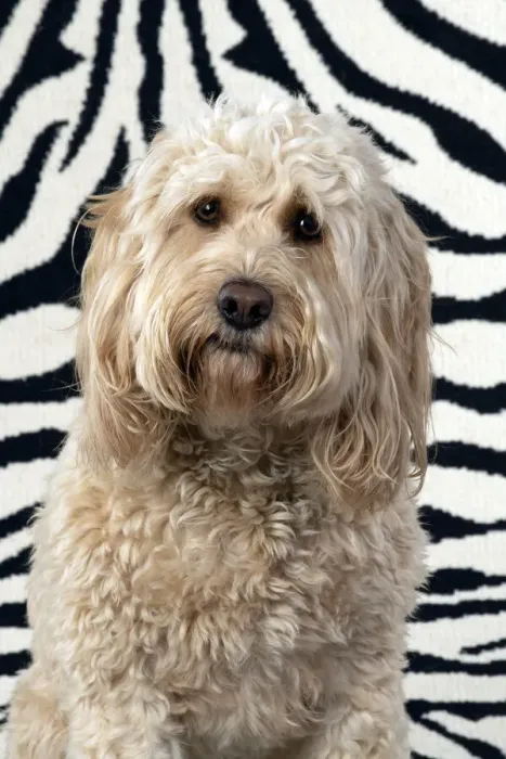 Framed Print : 13131214. DOG. Cockerpoo, on zebra pattern rug Date Framed Print : 13131214. DOG. Cockerpoo, on zebra pattern rug Date