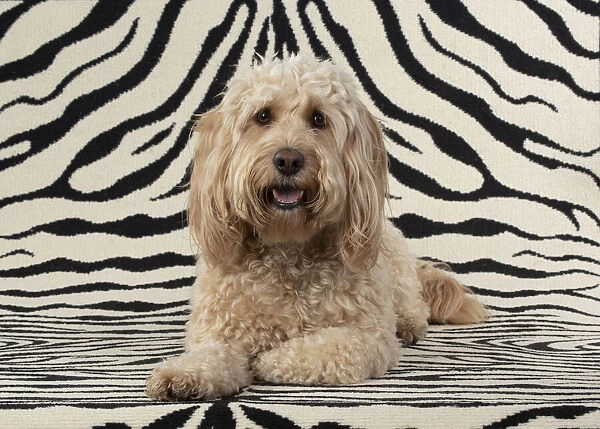 13131215. DOG. Cockerpoo, on zebra pattern rug Date