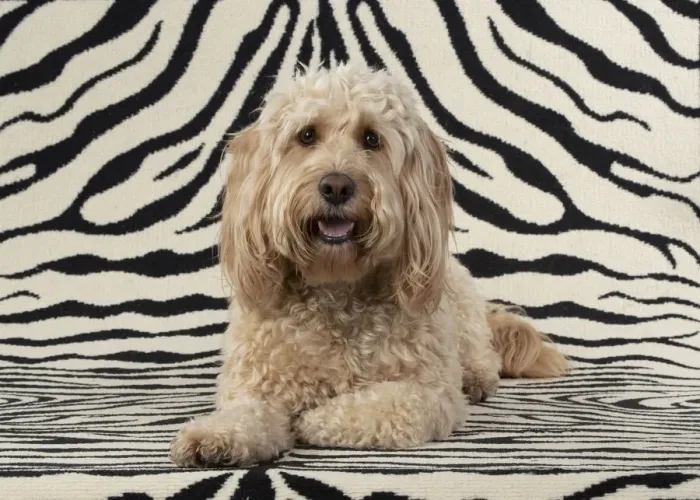 Framed Print : 13131215. DOG. Cockerpoo, on zebra pattern rug Date Framed Print : 13131215. DOG. Cockerpoo, on zebra pattern rug Date