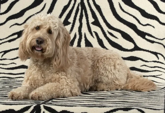 Framed Print : 13131216. DOG. Cockerpoo, on zebra pattern rug Date Framed Print : 13131216. DOG. Cockerpoo, on zebra pattern rug Date