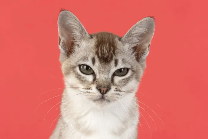 Framed Print : 13131219. CAT. cats face on coloured background Date Framed Print : 13131219. CAT. cats face on coloured background Date