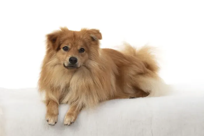 Framed Print : 13131234. DOG. Pomeranian, studio laying down Date Framed Print : 13131234. DOG. Pomeranian, studio laying down Date