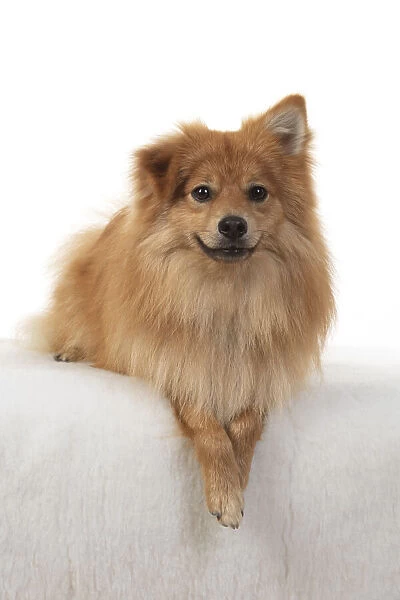 13131235. DOG. Pomeranian, studio, laying with paws crossed Date