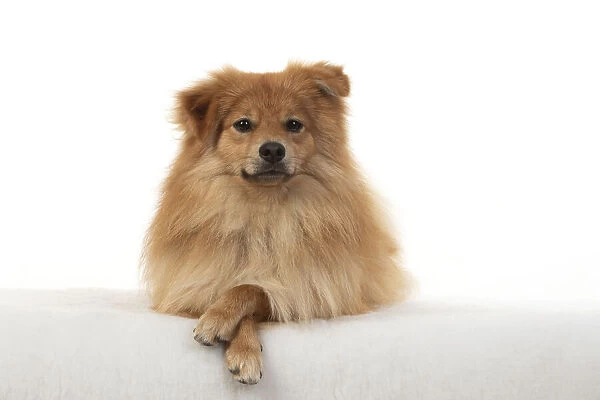 13131237. DOG. Pomeranian, studio, laying with paws crossed Date
