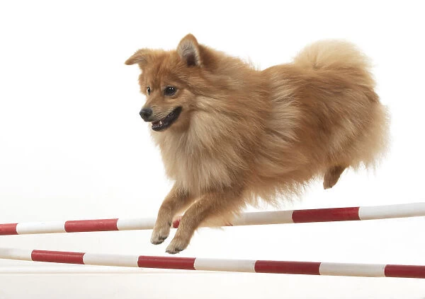 13131238. DOG. Pomeranian, studio, jumping poles Date