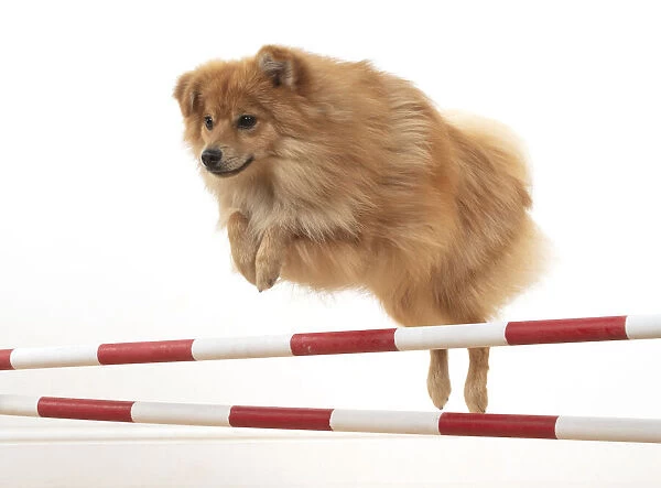 13131239. DOG. Pomeranian, studio, jumping poles Date