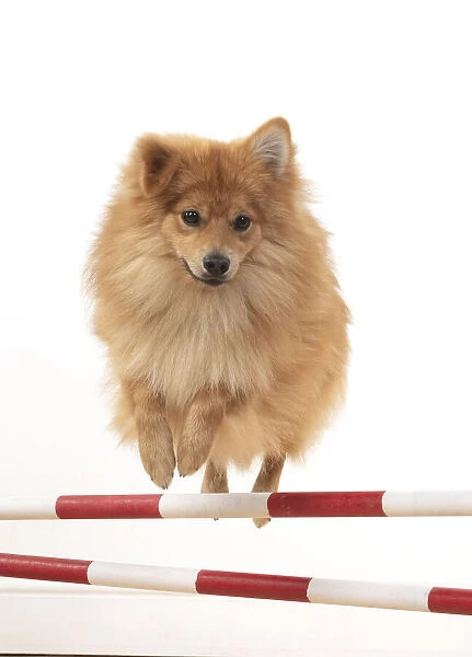 13131240. DOG. Pomeranian, studio, jumping poles Date