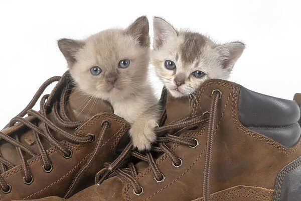 13131241. CAT. Asian kittens, 5 weeks old, in boots Date