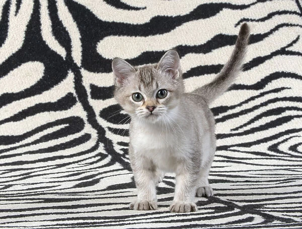 13131243. CAT. brown silver Burmilla kitten, on zebra rug Date