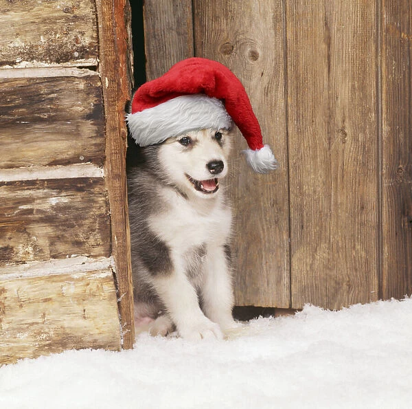 13131246. Alaskan Malamute Dog, puppy in snow wearing Christmas hat Date