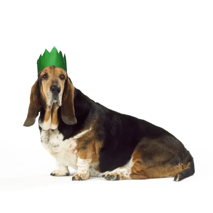 Framed Print : 13131247. Basset Hound Dog Date Framed Print : 13131247. Basset Hound Dog Date