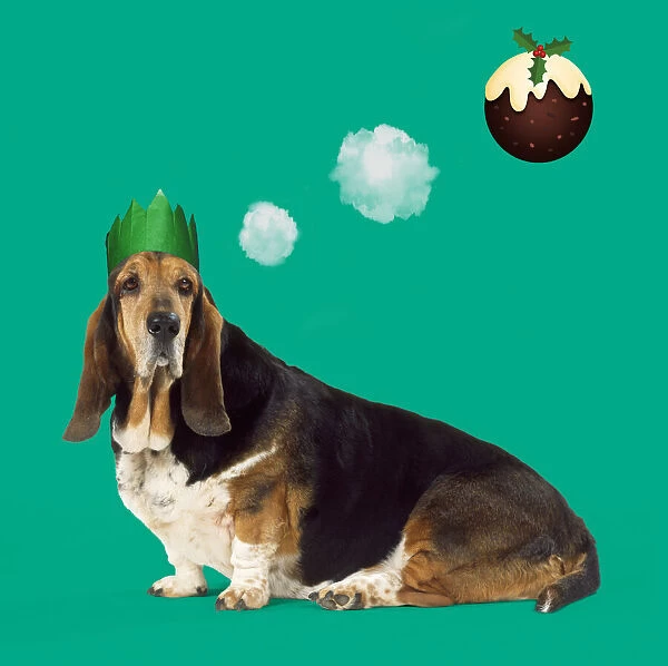 13131248. Basset Hound Dog wearing Christmas party hat, dreaming of Christmas pudding Date