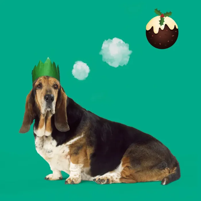 Framed Print : 13131248. Basset Hound Dog wearing Christmas party hat, dreaming of Christmas pudding Date Framed Print : 13131248. Basset Hound Dog wearing Christmas party hat, dreaming of Christmas pudding Date