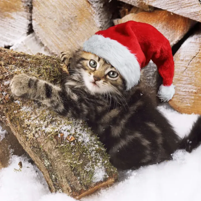 Framed Print : 13131249. Tabby Cat, kitten on snow covered log wearing Christmas hat Date Framed Print : 13131249. Tabby Cat, kitten on snow covered log wearing Christmas hat Date