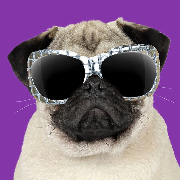 13131250. Fawn Pug Dog, wearing sunglasses Date