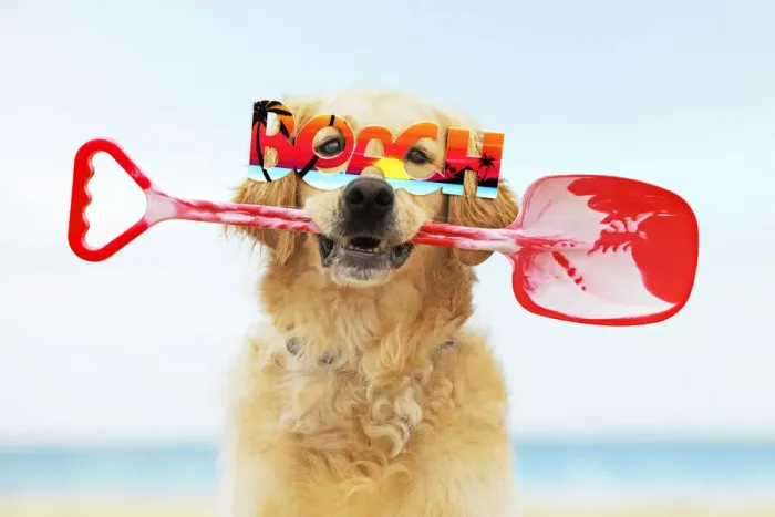 Framed Print : 13131252. Golden Retriever Dog, holding spade, wearing beach glasses Date Framed Print : 13131252. Golden Retriever Dog, holding spade, wearing beach glasses Date