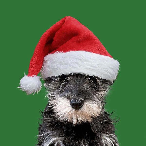 13131253. Schnauzer Dog, puppy wearing Christmas hat Date