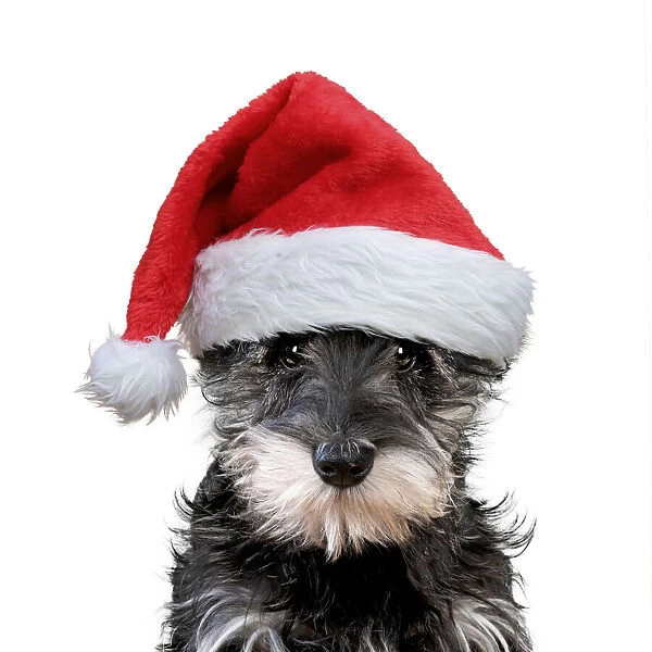 13131254. Schnauzer Dog, puppy wearing Christmas hat Date