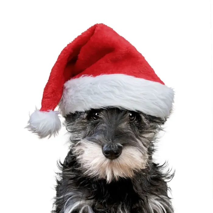 Framed Print : 13131254. Schnauzer Dog, puppy wearing Christmas hat Date Framed Print : 13131254. Schnauzer Dog, puppy wearing Christmas hat Date