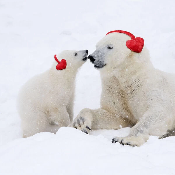 13131257. Polar Bears in snow adult and cub wearing heart-shaped earmuffs Date