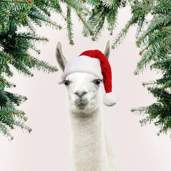 13131258. Llama with big eye lashes wearing Christmas hat Date