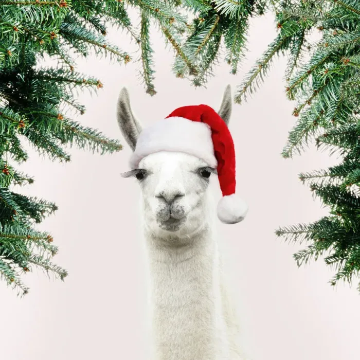 Framed Print : 13131258. Llama with big eye lashes wearing Christmas hat Date Framed Print : 13131258. Llama with big eye lashes wearing Christmas hat Date