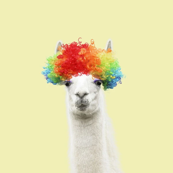 13131260. Llama with big eye lashes wearing raindow coloured wig Date