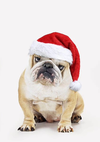 13131262. Bulldog, wearing Christmas hat Date