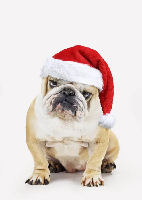 Framed Print : 13131262. Bulldog, wearing Christmas hat Date Framed Print : 13131262. Bulldog, wearing Christmas hat Date