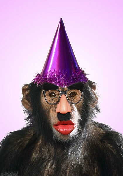 13131263. Chimpanzee - showing lips kissing wearing false nose Groucho glasses