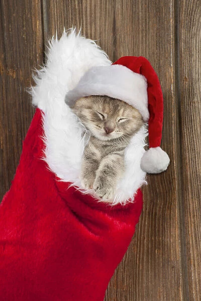 13131264. CAT - Kitten (6 weeks) asleep in christmas stocking wearing Christmas hat Date