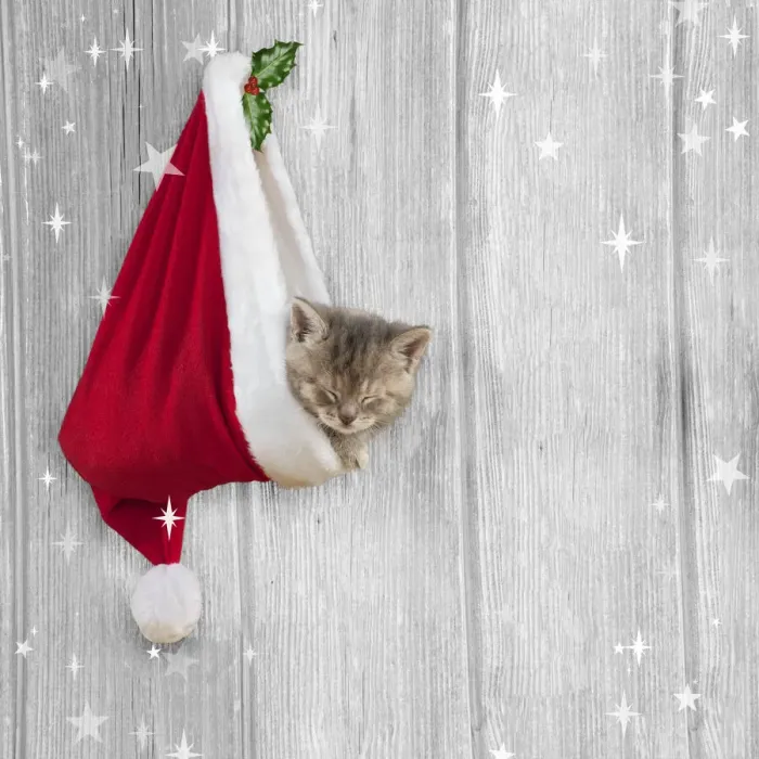 Framed Print : 13131265. CAT - Kitten (6 weeks) asleep in christmas hat Date Framed Print : 13131265. CAT - Kitten (6 weeks) asleep in christmas hat Date