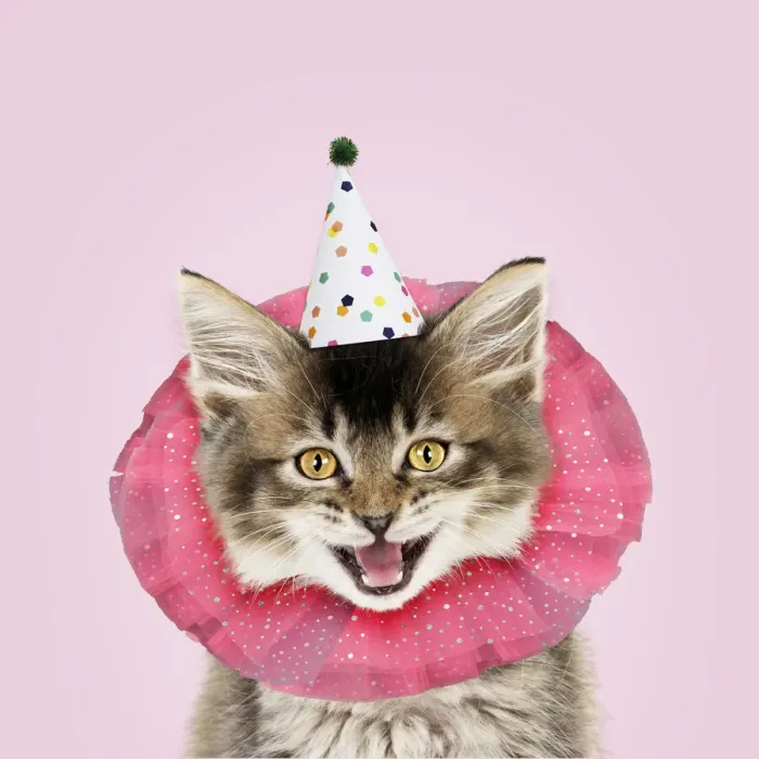 Framed Print : 13131266. CAT. Tabby kitten wearing clown ruff Framed Print : 13131266. CAT. Tabby kitten wearing clown ruff