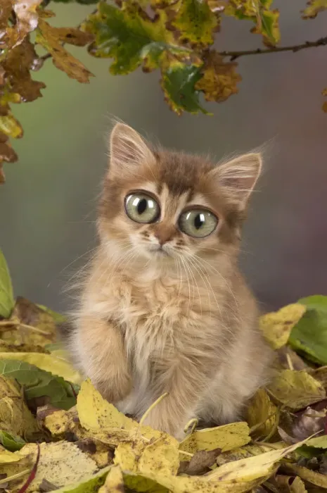 Framed Print : 13131267. Somali Cat, kitten with large eyes in autumn leaves (about 9 weeks old). Date Framed Print : 13131267. Somali Cat, kitten with large eyes in autumn leaves (about 9 weeks old). Date