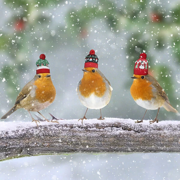 13131269. Robins with Christmas bobble hats on branch in winter snow Date