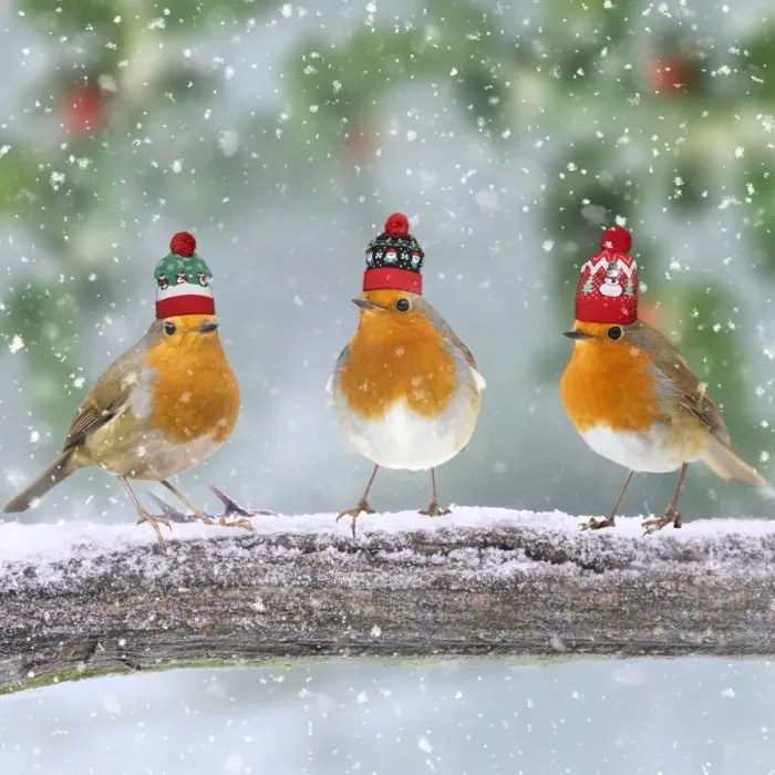 Framed Print : 13131269. Robins with Christmas bobble hats on branch in winter snow Date