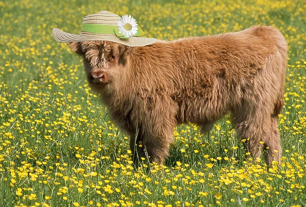 13131270. Highland Cattle, wearing straw hat Date