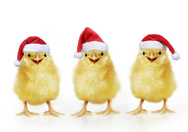 13131271. Chicken, Chick wearing Christmas hat, smiling, laughing, cool chick Date