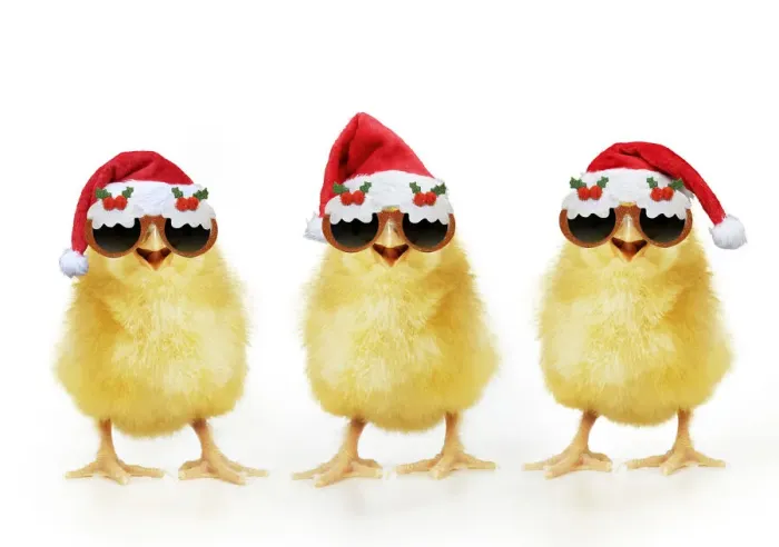 Framed Print : 13131272. Chicken, Chick wearing Christmas hats Framed Print : 13131272. Chicken, Chick wearing Christmas hats