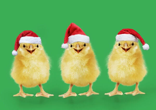 13131273. Chicken, Chick wearing Christmas hat, smiling, laughing, cool chick Date