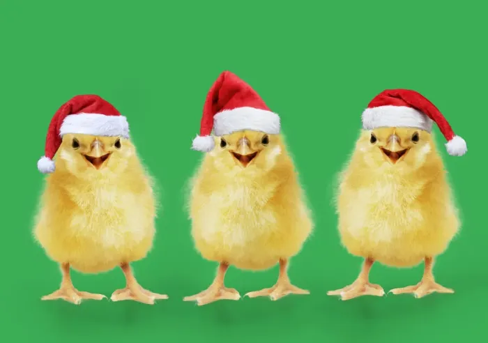 Framed Print : 13131273. Chicken, Chick wearing Christmas hat, smiling, laughing, cool chick Date Framed Print : 13131273. Chicken, Chick wearing Christmas hat, smiling, laughing, cool chick Date