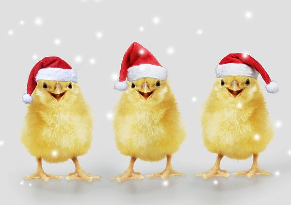 13131274. Chicken, Chick wearing Christmas hat, smiling, laughing, cool chick Date