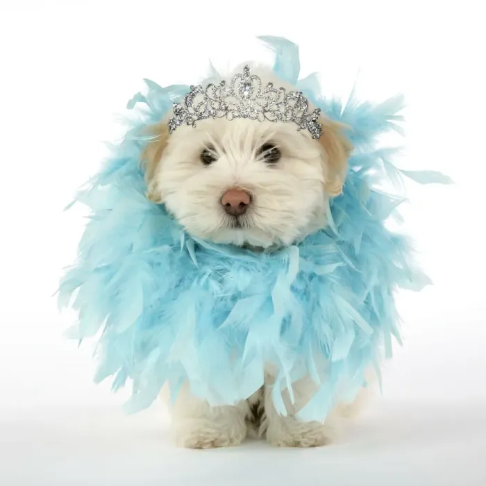 Framed Print : 13131275. DOG. Coton de Tulear puppy ( 8 wks old ) wearing a feather boa and tiara Date Framed Print : 13131275. DOG. Coton de Tulear puppy ( 8 wks old ) wearing a feather boa and tiara Date