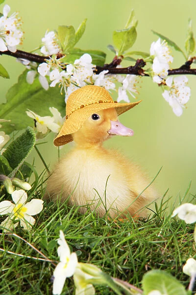 13131276. Duckling, wearing straw hat in spring Date