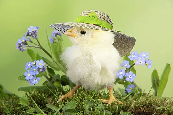 13131277. Chicken, chick wearing straw hat Date